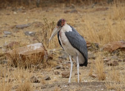 Maraboe / Marabou Stork