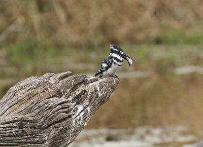 Bontvisvanger / Pied Kingfisher