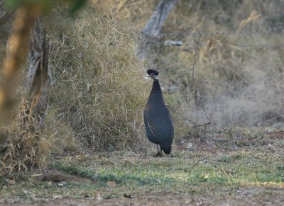Kuifkoptarentaal / Crested Guineafowl