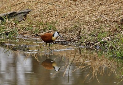 Grootlangtoon / African Jacana