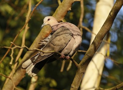 Grootringduif / Red-eyed Dove