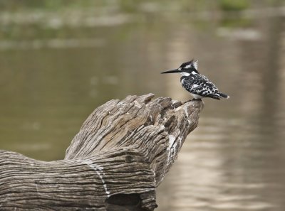 Bontvisvanger / Pied Kingfisher