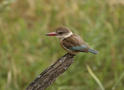 Bruinkopvisvanger / Brown-hooded Kingfisher