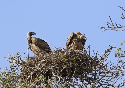 Witrugaasvoël / White-backed Vulture