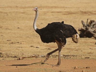 Volstruis / Common Ostrich