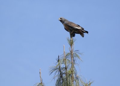 Rooiborsjakkalsvoël / Jackal Buzzard