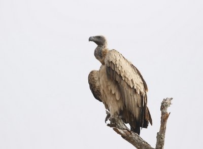 Witrugaasvoël / White-backed Vulture