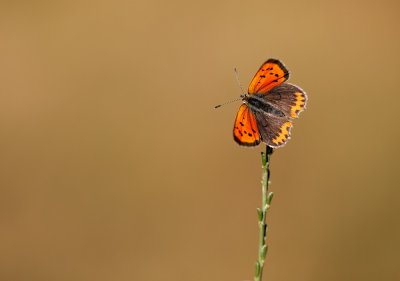 Kleine Vuurvlinder / Small Copper