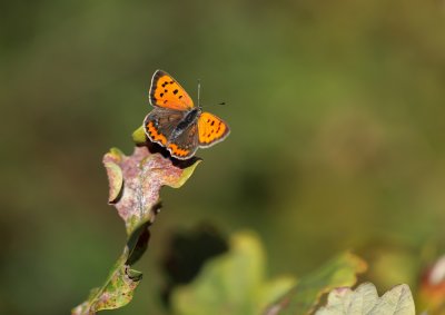 Kleine Vuurvlinder / Small Copper