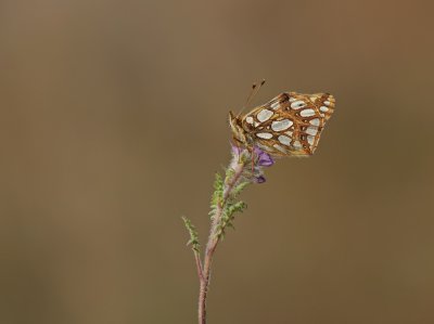 Kleine Parelmoervlinder / Queen of Spain Fritillary
