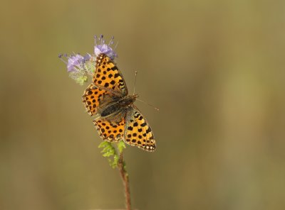 Kleine Parelmoervlinder / Queen of Spain Fritillary