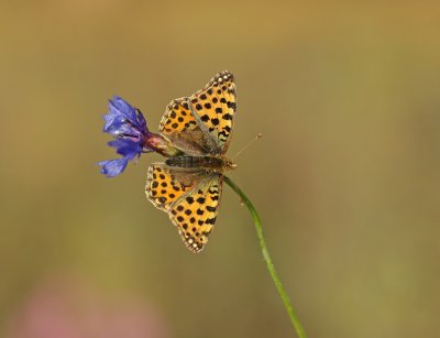 Kleine Parelmoervlinder / Queen of Spain Fritillary