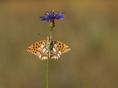 Kleine Parelmoervlinder / Queen of Spain Fritillary
