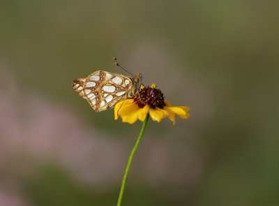 Kleine Parelmoervlinder / Queen of Spain Fritillary