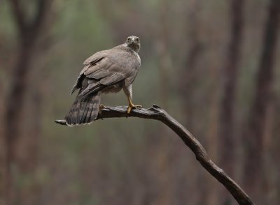 Havik / Northern Goshawk