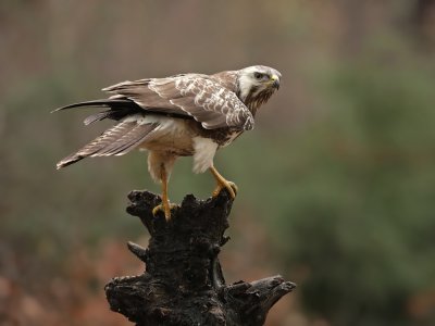 Buizerd / Common Buzzard