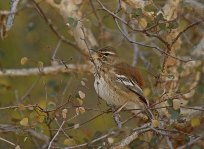 Gestreepte Wipstert / White-browed Scrub Robin
