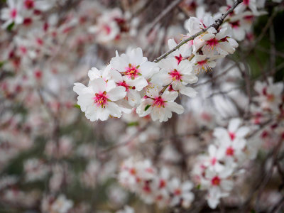 Almond blossom near Carratraca