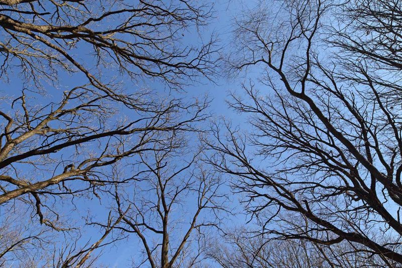 Closing the Canopy