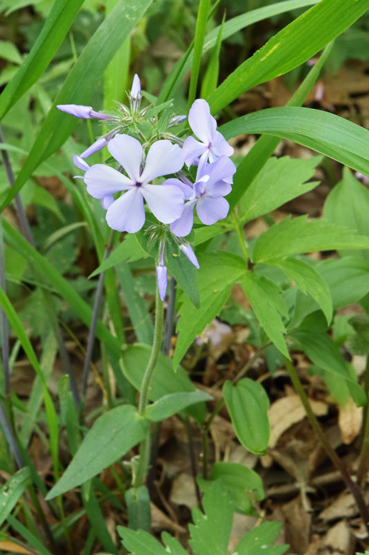 A Beauty in Blue