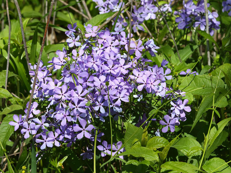 Lots of Phlox