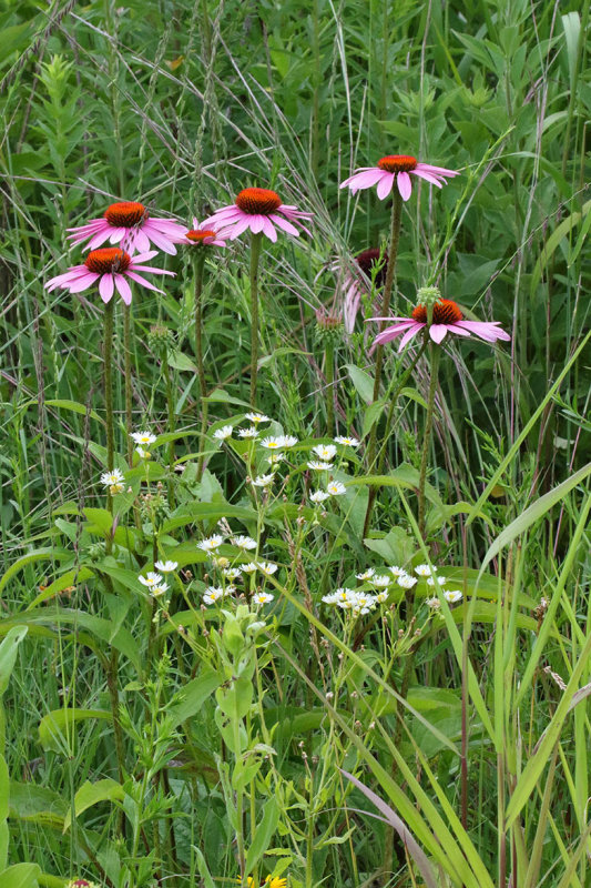 Colorful Cones