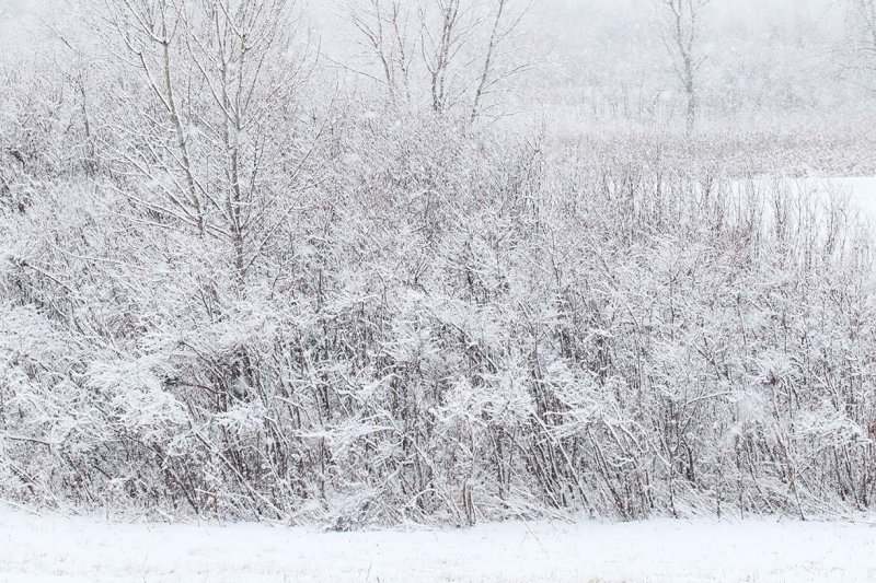 Painted by Winter