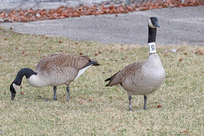 Marathon Goose