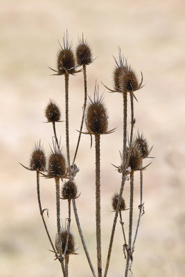Saved as Seeds