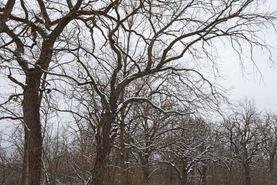 White on the Branches