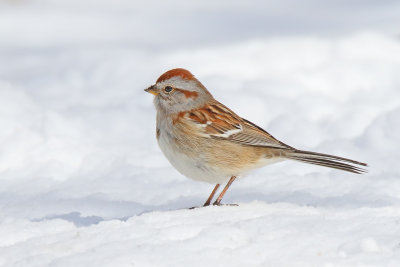 Sparrow in the Snow