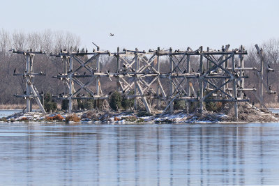 Cormorant City