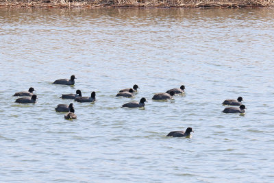 Gathering of the Old Coots