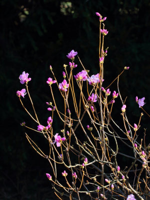 Purple Spring