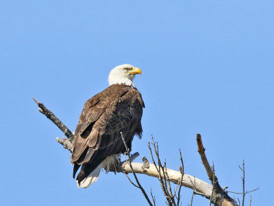 Profile of the Eagle