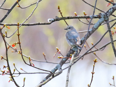 Western Visitor