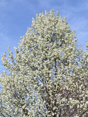 Looking More Like Spring