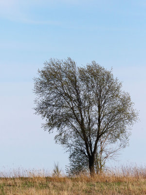Stands Alone