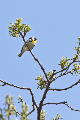 Spring is for Warblers