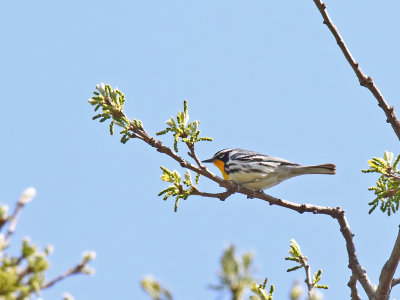 Warbler Up High