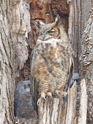 Owlet Peeks