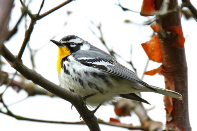 Warblers in the Spring