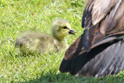 Growing Up Goose