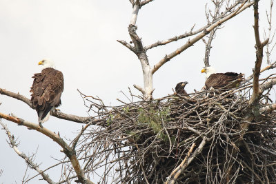 At Their Nest