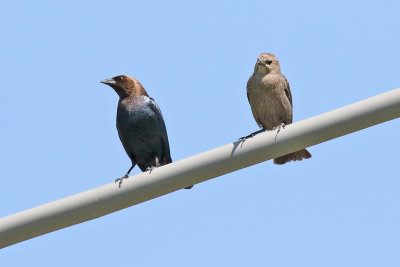 Cowbird Couple