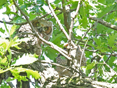 In an Owlet's Eyes