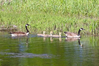 Geese and Goslings