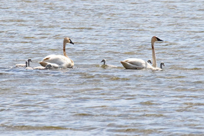 Swans on the Lake