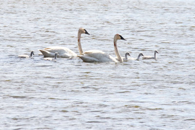 Family Swim