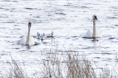 Heading for Shore